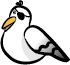 pirate seagull
